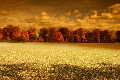 Tableau  Paysage d'automne et arbres