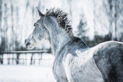 Paysage d'hiver avec un cheval