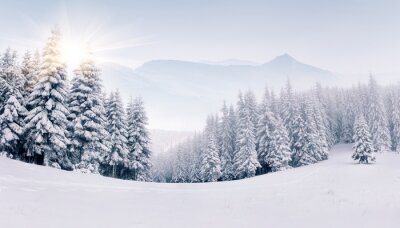Paysage d'hiver brumeux dans les montagnes