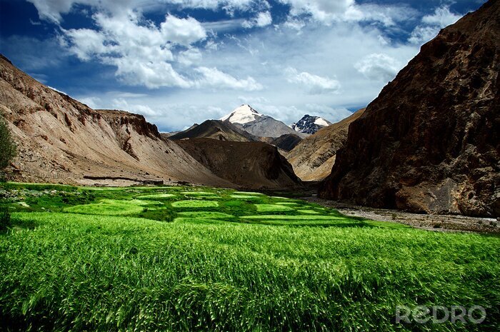 Tableau  Paysage d'une prairie verdoyante