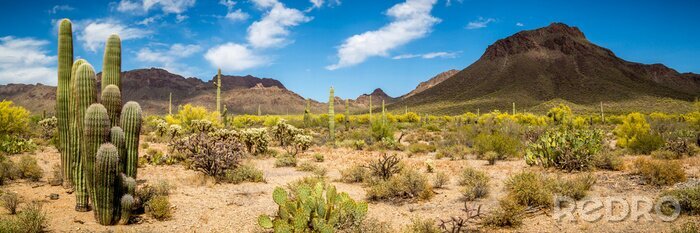 Tableau  Paysage de désert d'Arizona