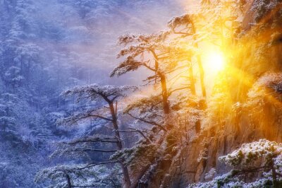 Paysage de forêt d'hiver avec soleil