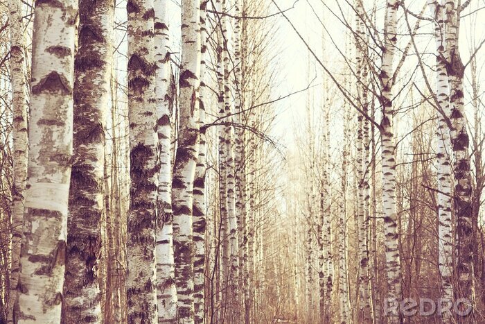 Tableau  Paysage de mars d'une forêt de bouleaux