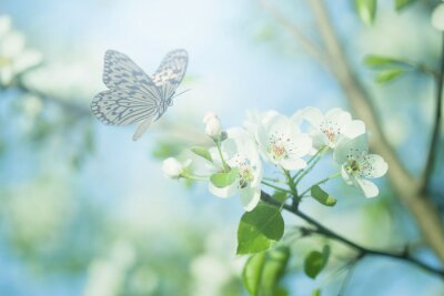 Paysage de printemps et papillon