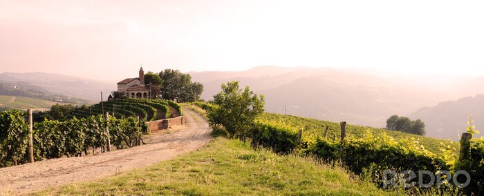 Tableau  paysage de vignes et de l'église