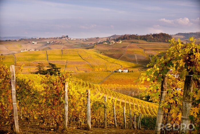Tableau  Paysage de vignoble d'automne