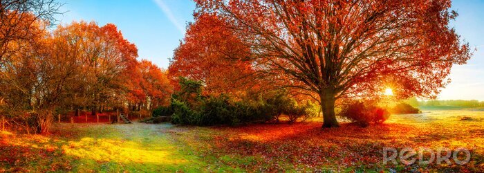 Tableau  Paysage en automne avec grand chêne
