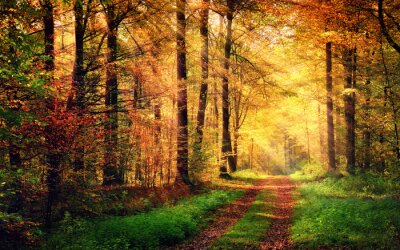 Paysage forestier aux couleurs de l'automne