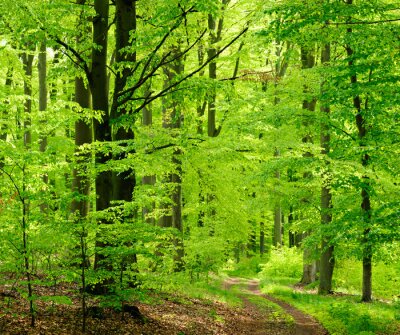 Paysage forestier avec un écrin de verdure