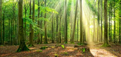 Paysage forestier éclairé par des rayons