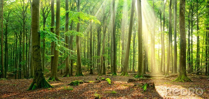 Tableau  Paysage forestier éclairé par des rayons