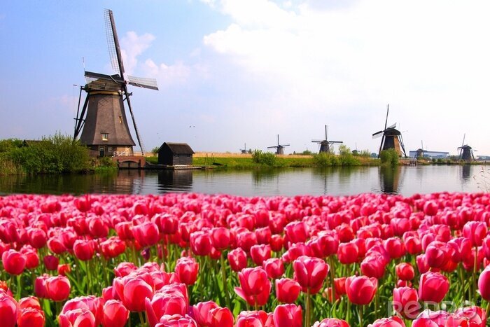 Tableau  Paysage hollandais avec des tulipes