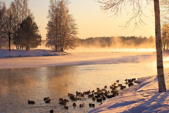 Tableau  Paysage paisible avec bouleaux