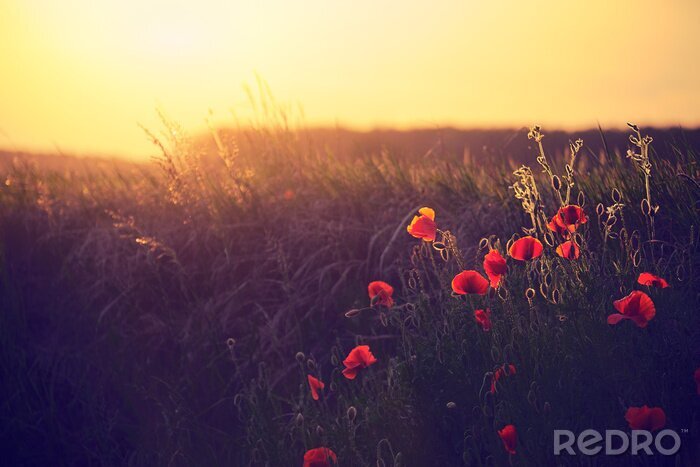 Tableau  Paysage rétro avec des coquelicots