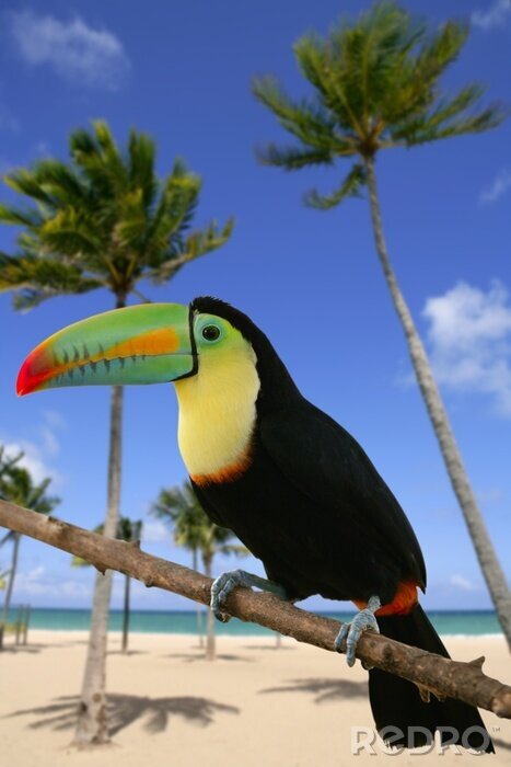 Tableau  Paysage tropical avec un toucan