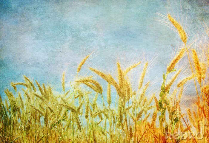 Tableau  Paysage vieilli champ de blé