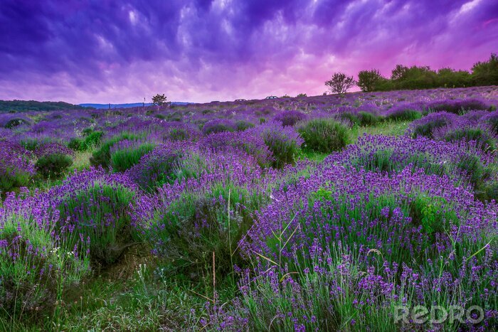 Tableau  Paysage violet avec un champ