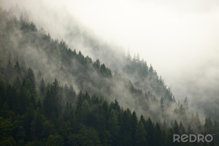 Tableau  Pente de montagne boisée