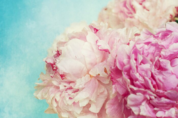 Tableau  Peonies flower