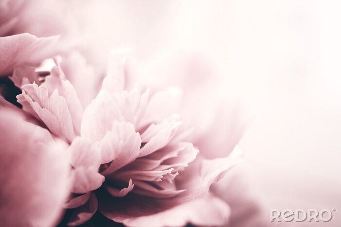 Tableau  Peony flowers close-up, soft focus. Gentle floral background