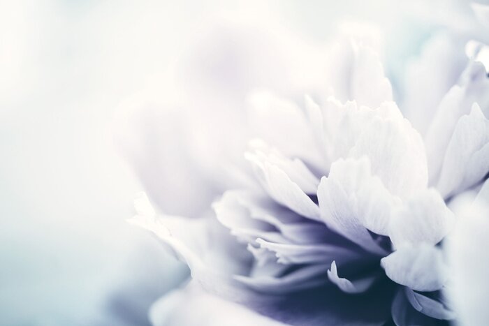 Tableau  Peony flowers close-up, soft focus, toned. Gentle floral background