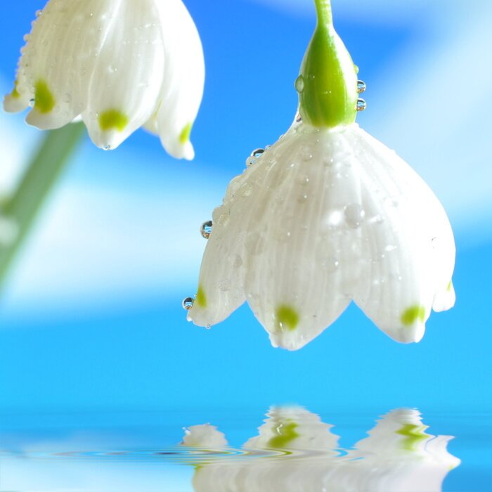 Tableau  Perce-neige