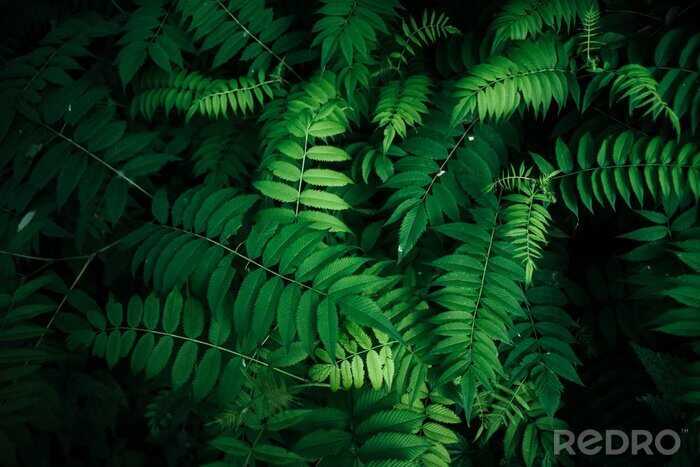 Tableau  Perfect Natural  leaves Pattern Beautiful Tropical 