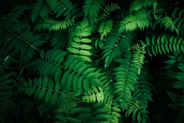 Tableau  Perfect Natural  leaves Pattern Beautiful Tropical 