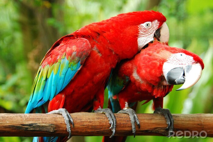 Tableau  Perroquets ara