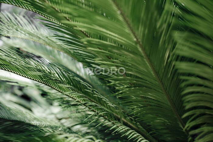 Tableau  Perspective de feuilles de palmiers tropicaux