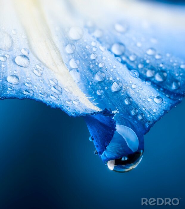 Tableau  Pétale bleu humide