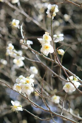 Tableau  Pétales de fleurs blanches sur l'arbre