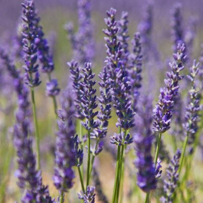 Pétales de plantes mauves