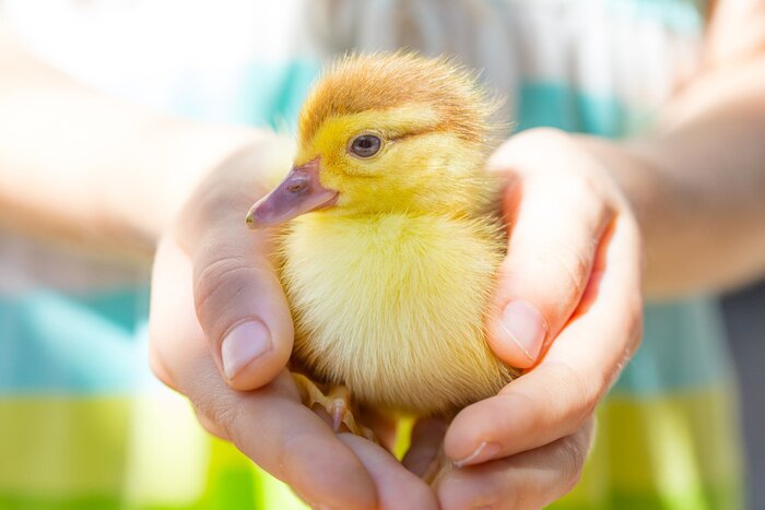 Tableau  Petit caneton