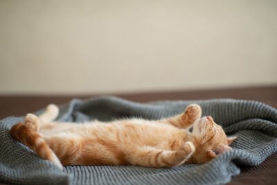 Petit chat roux sur le lit