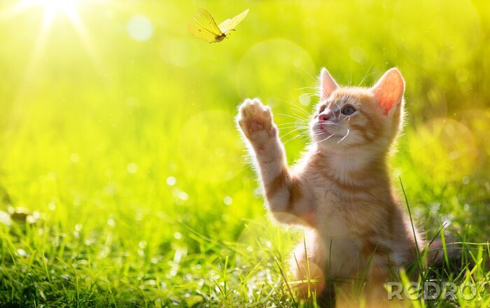 Tableau  Petit chaton avec un papillon dans une prairie ensoleillée