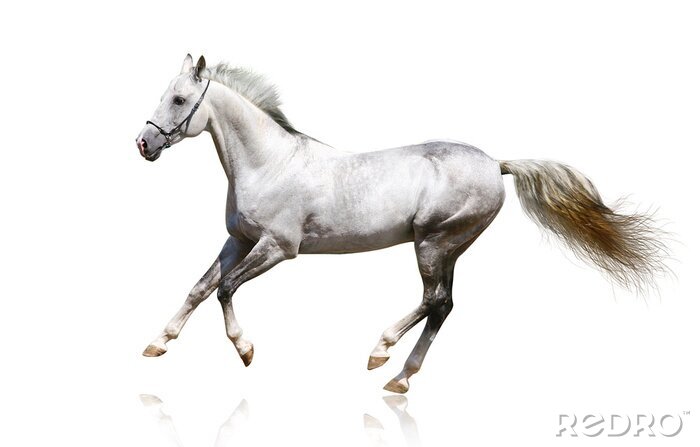 Tableau  Petit cheval au galop sur fond clair