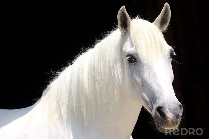 Tableau  Petit cheval clair sur un fond noir