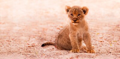 Petit lionceau assis sur le sable