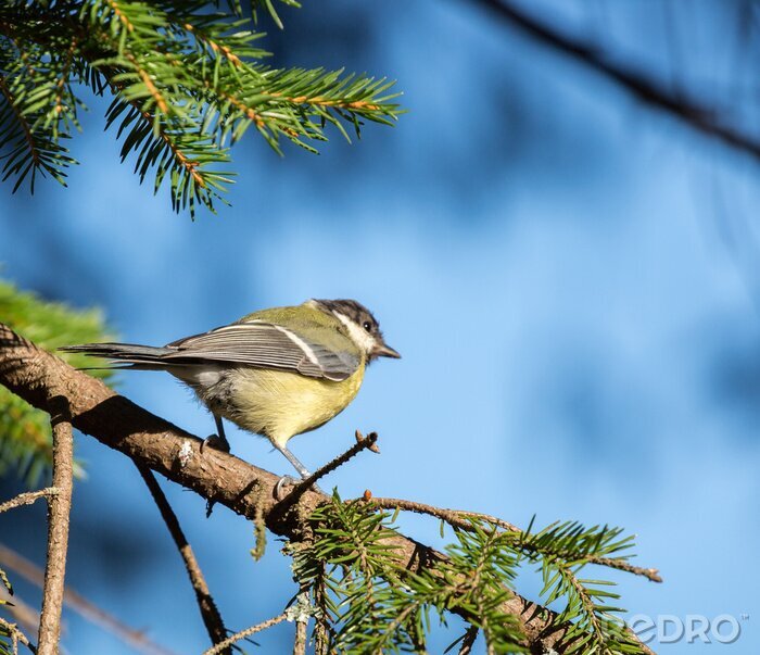 Tableau  Petit oiseau avec un ciel bleu en arrière-plan