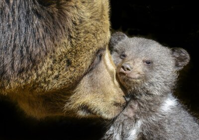 Tableau  petit ours brun et sa mère