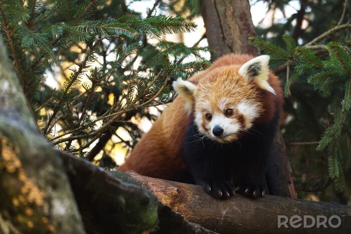 Tableau  Petit panda rouge sur l'arbre