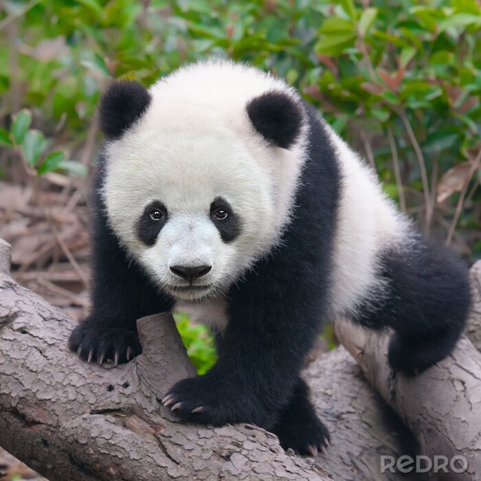 Tableau  Petit panda sur le bois