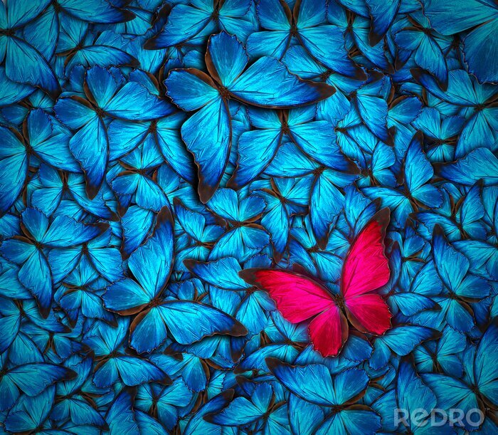 Tableau  Petit papillon rouge au milieu des insectes bleus
