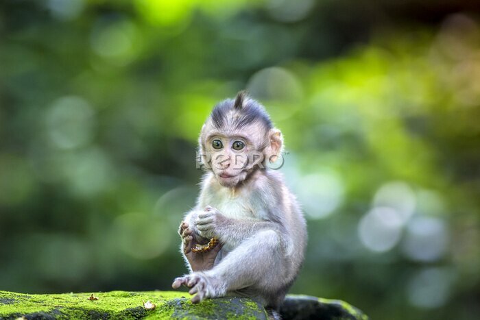 Tableau  Petit singe macaque sur une pierre