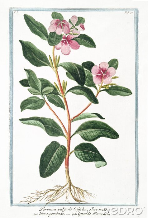 Tableau  Petite plante dans un cadre bleu