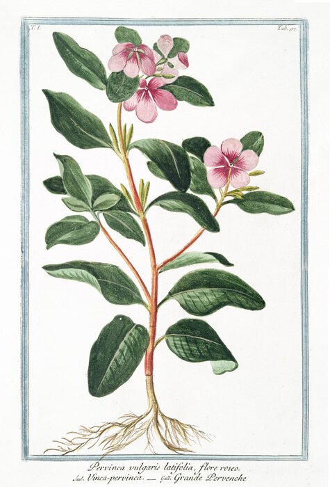 Tableau  Petite plante dans un cadre bleu