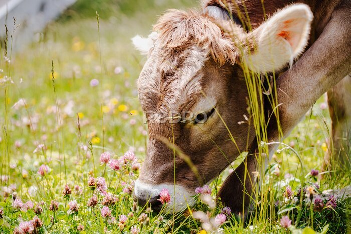 Tableau  Petite vache broutant dans une prairie