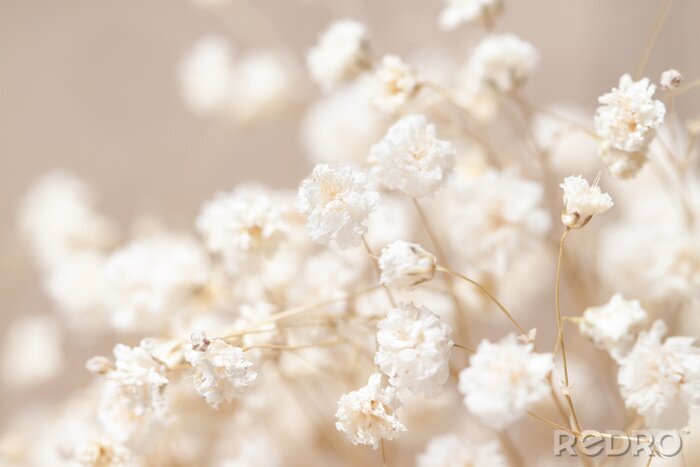 Tableau  Petites fleurs blanches sur fond beige