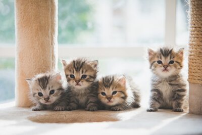Tableau  Petits chatons à la maison